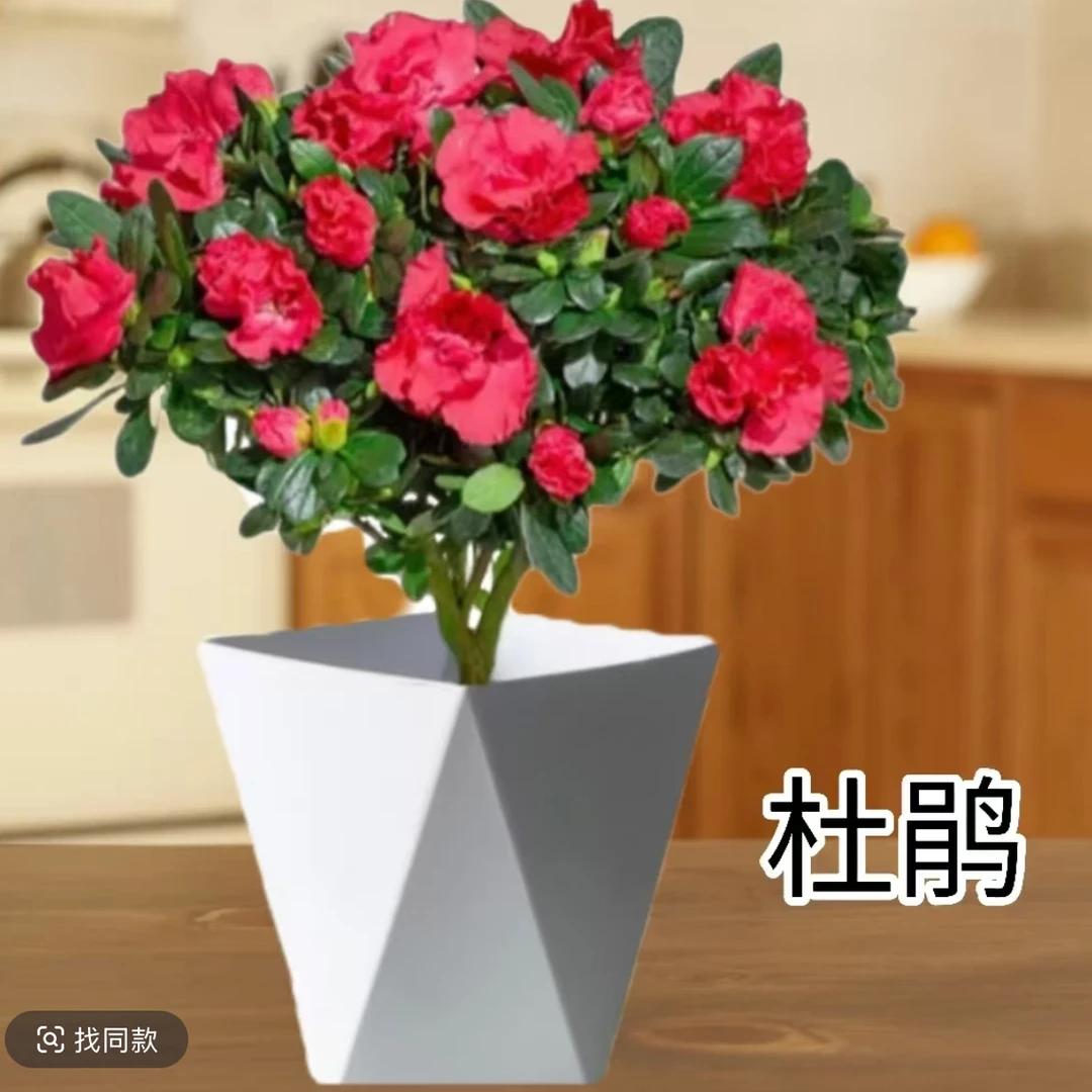 【精选红杜鹃花带花苞】盆栽独杆老桩带花四季开花庭院阳台好养花卉