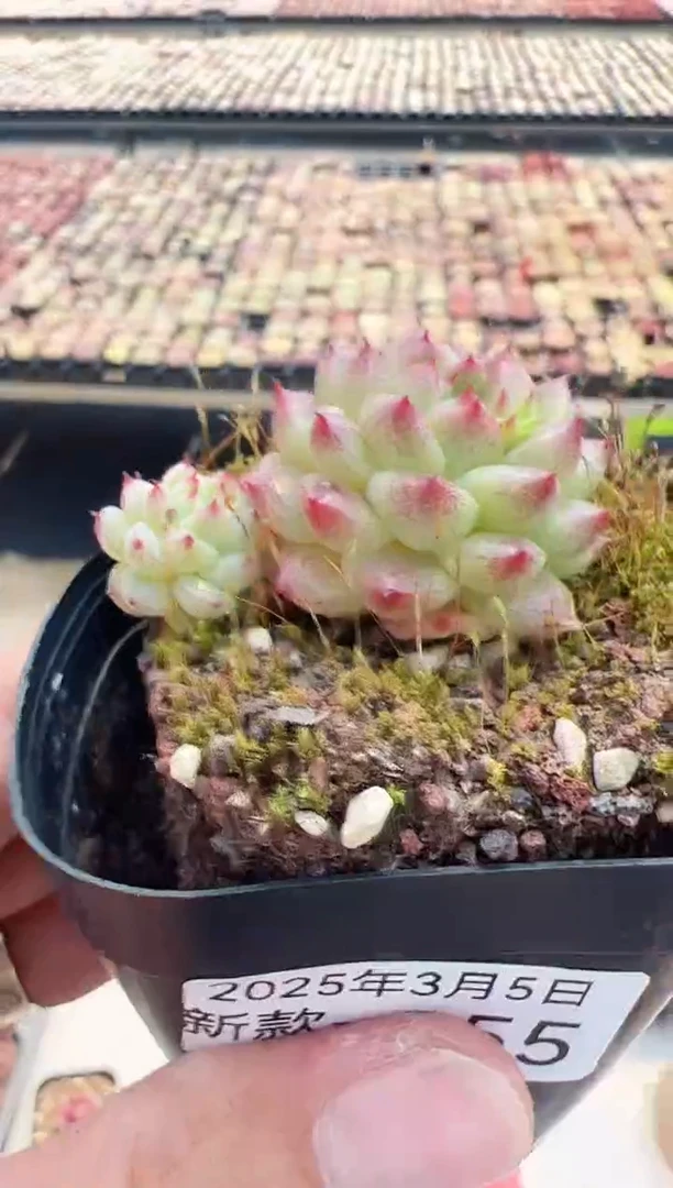 【闪购商品】新款多肉-255