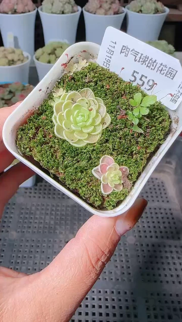 1119-559麦秆群生不包整