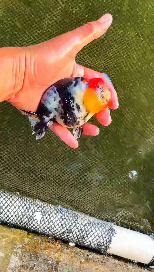 金鱼燕****a水娃娃渔场兰寿金鱼 观赏鱼 不包邮