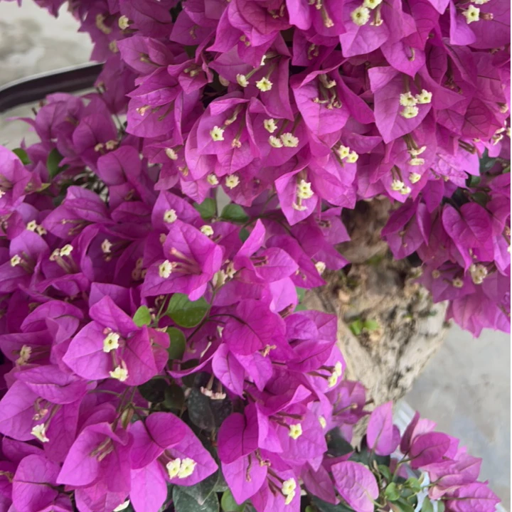 三角梅精品盆景一物一拍（专属1）