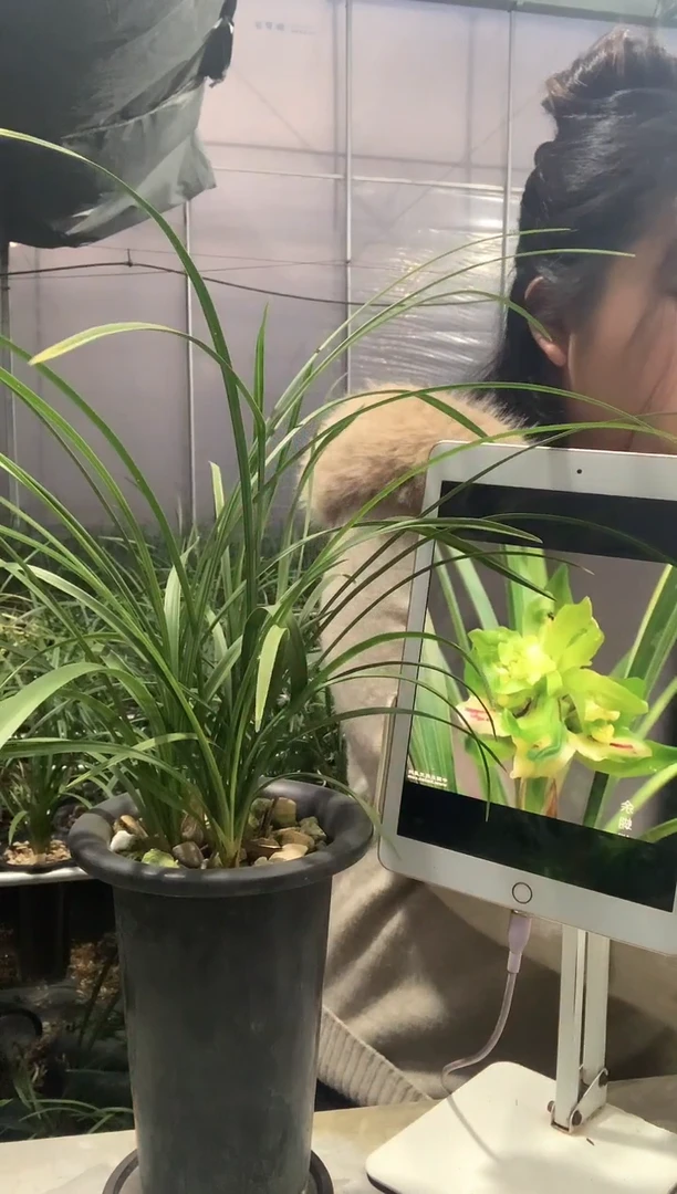 大部分开放少量花苞余蝴蝶11苗3花