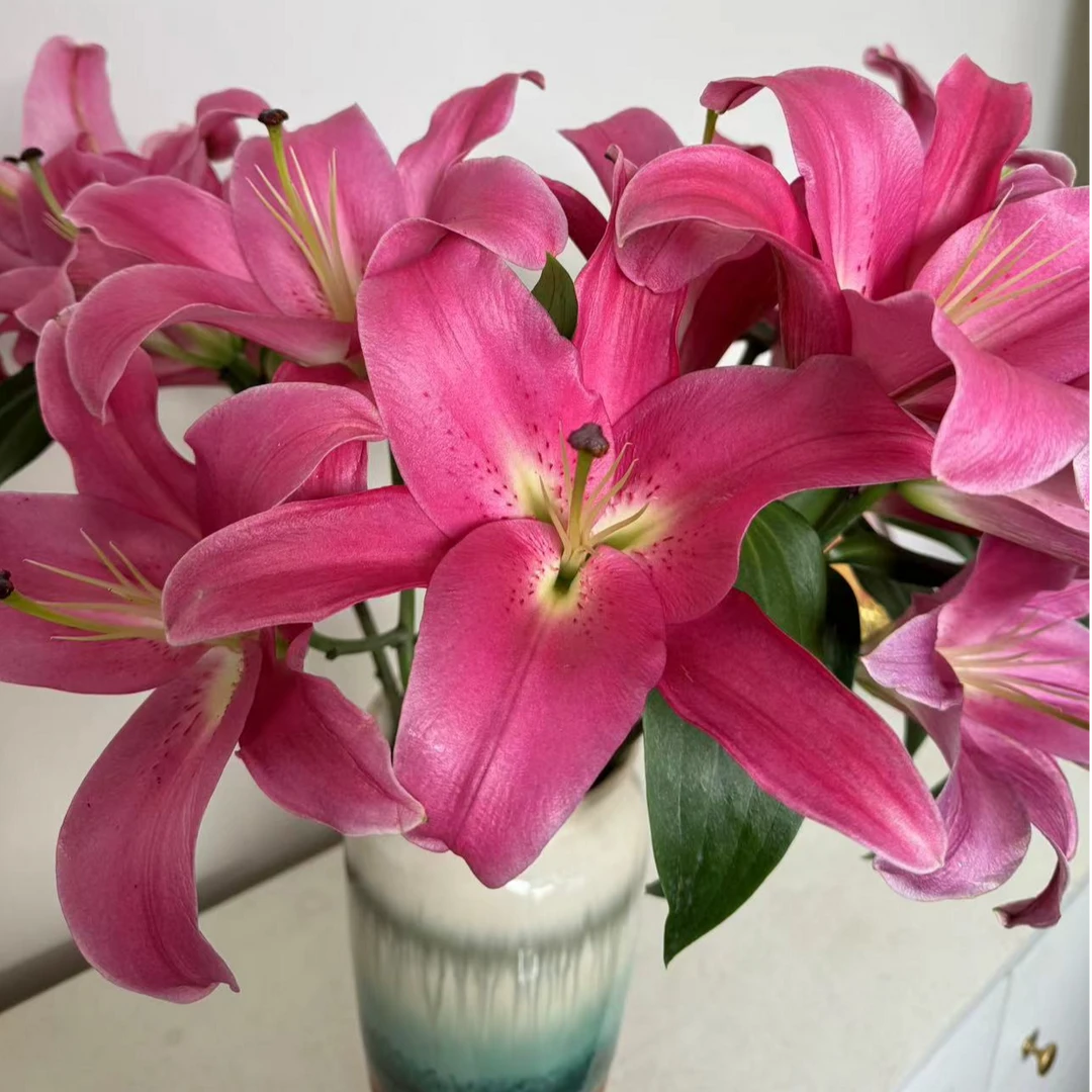 【基地直发】爱情小镇香水百合 鲜花花卉