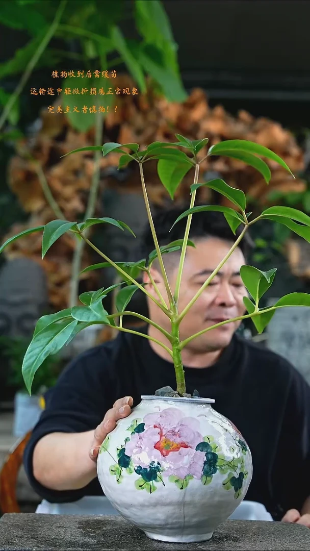 完全开放保罗088+