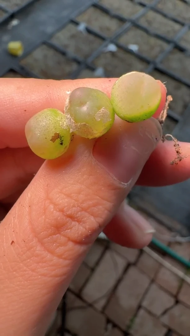 69多肉植物肉锥拉登一颗