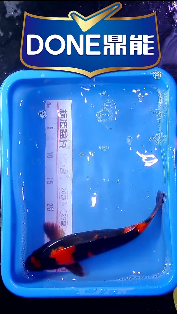 海水鱼锦鲤直播间菁选 对版发货 16号