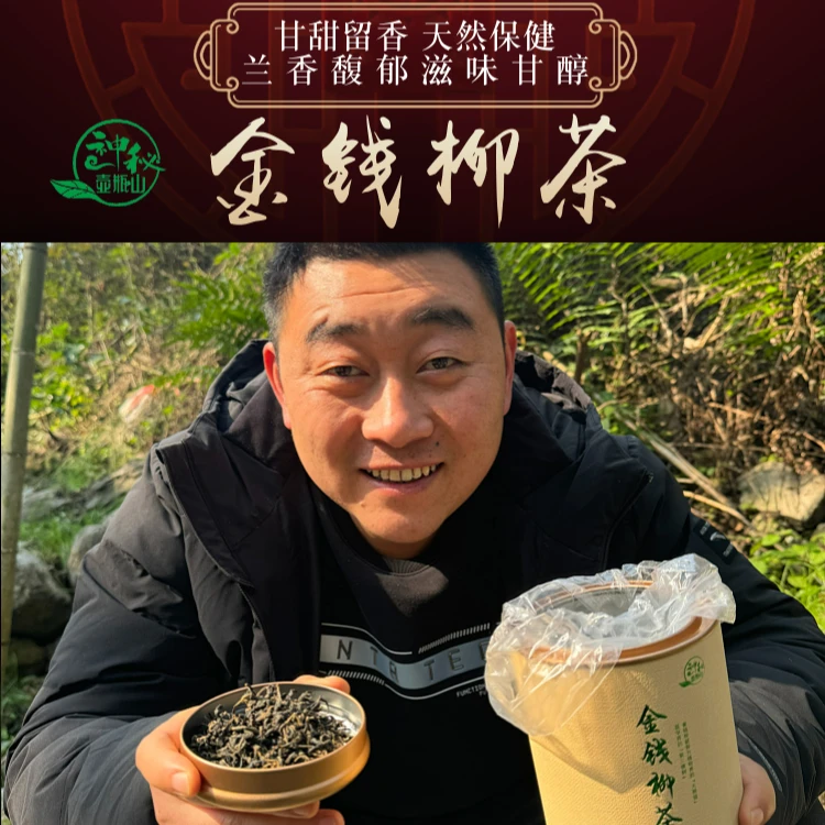 【滔支书推荐】金钱柳茶《植物界的“大熊猫”》甜味的天然甜味植物之一