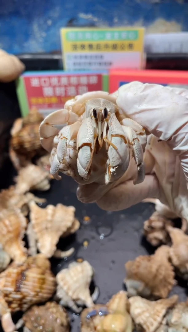 蜗居异宠0111眼暇，缺尖红海