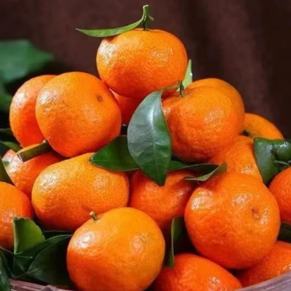 广西砂糖橘 无籽薄皮砂糖橘新鲜水果 双福直发顺丰包邮