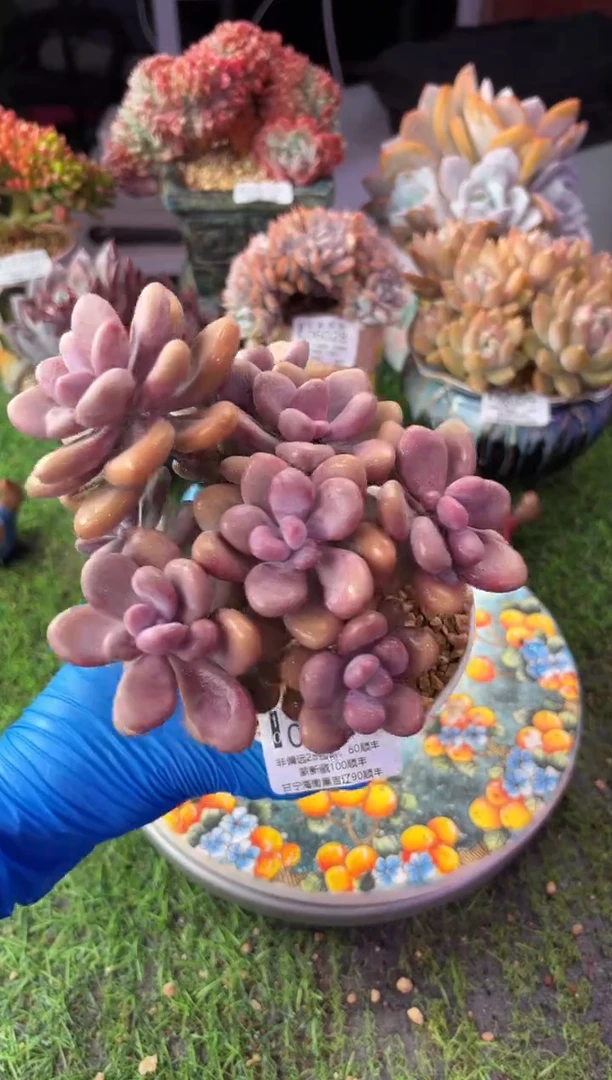 昆明印象多肉06287