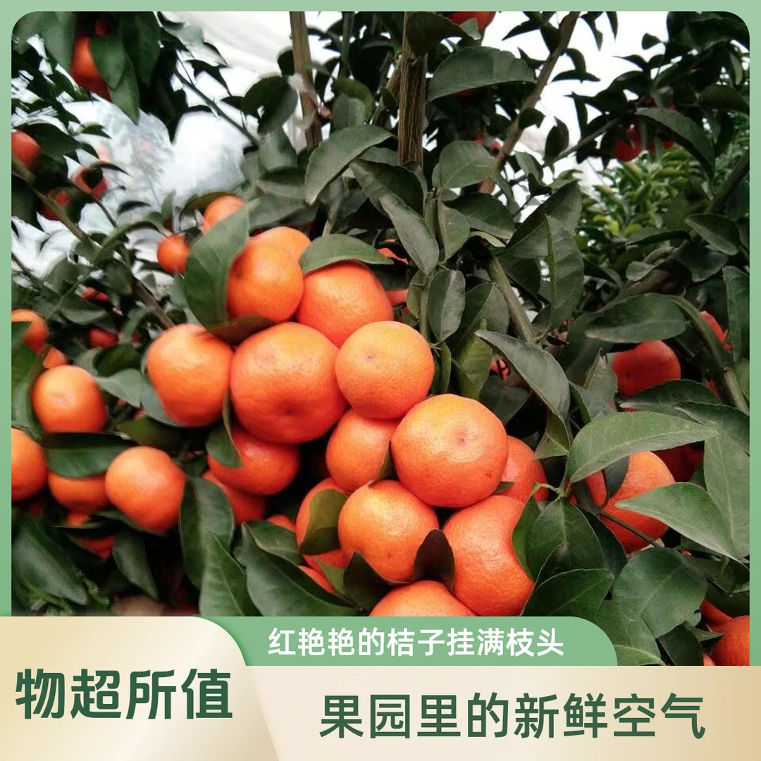 荔浦砂糖橘自家果园新鲜采摘皮薄超甜多汁（不打蜡，现摘现发）