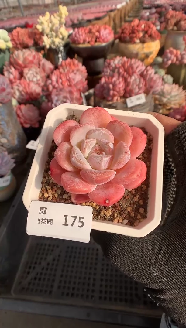 175糖心一物一拍888