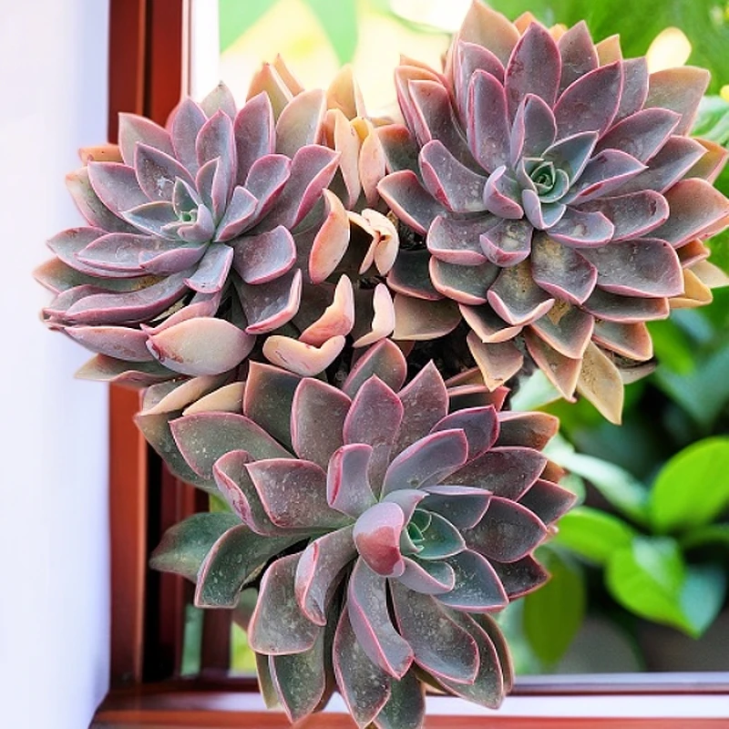 精品多头琼斯  新手必拍 好看好养 多肉植物云南昆明发货精品多肉