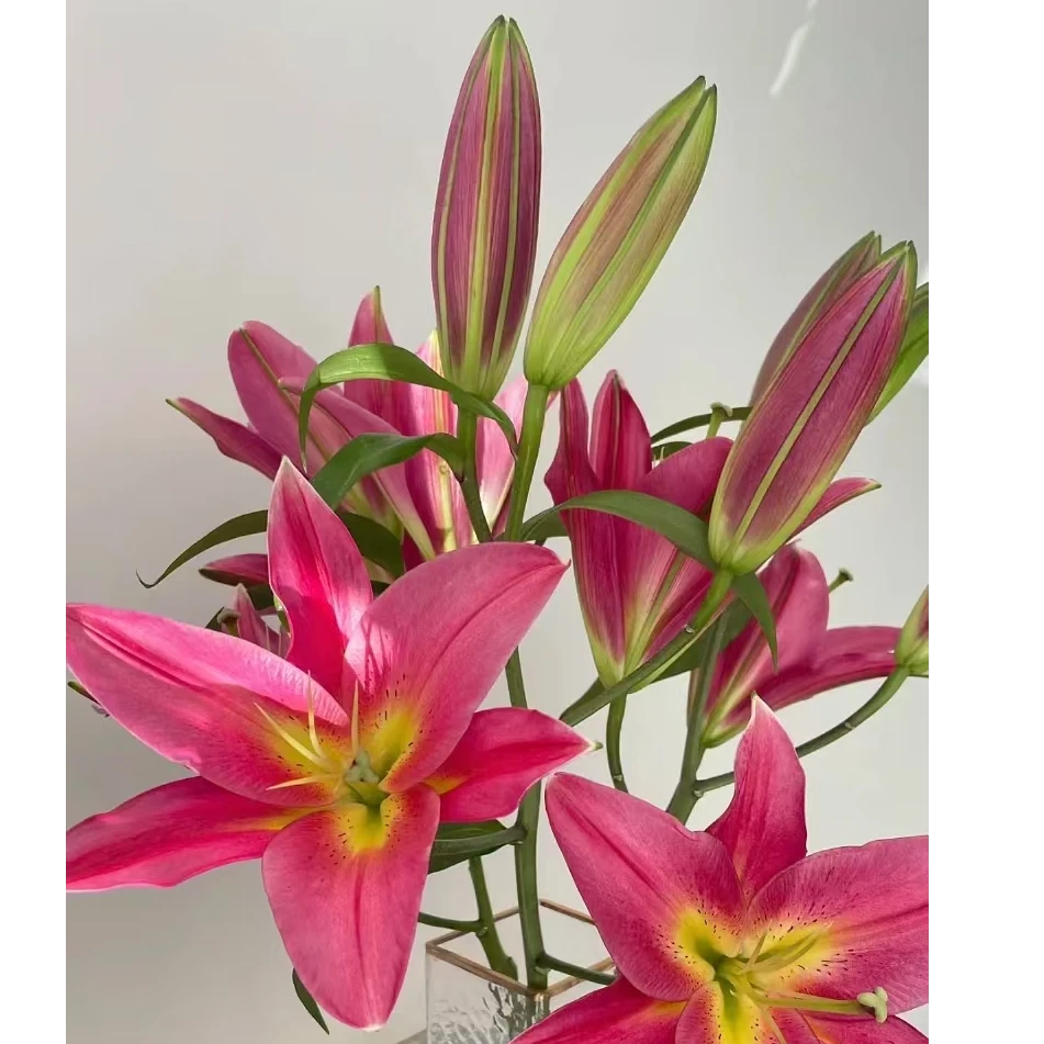 【花海优选】  火石香水百合   （个别地区颜色会有差异）