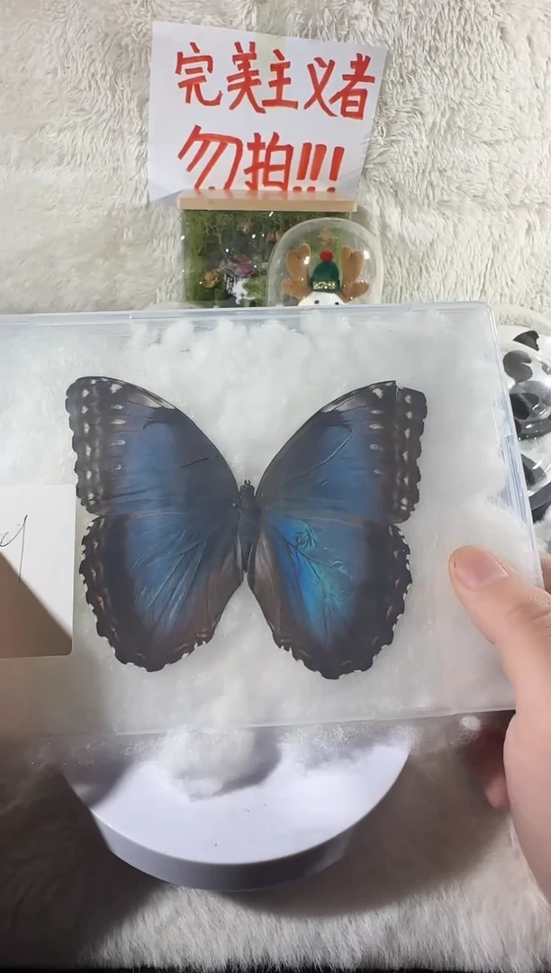 蓓蕾闪蝶       9号