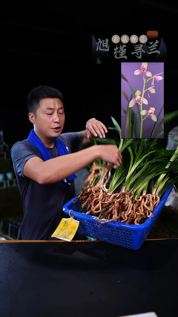 当前无花栽培后可以开花秋榜-茶城仙子（前垄子母2苗）
