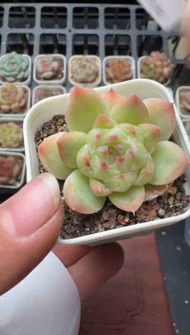 265N带盆土发 当场拍3颗以上包柚 多肉植物 一物一拍