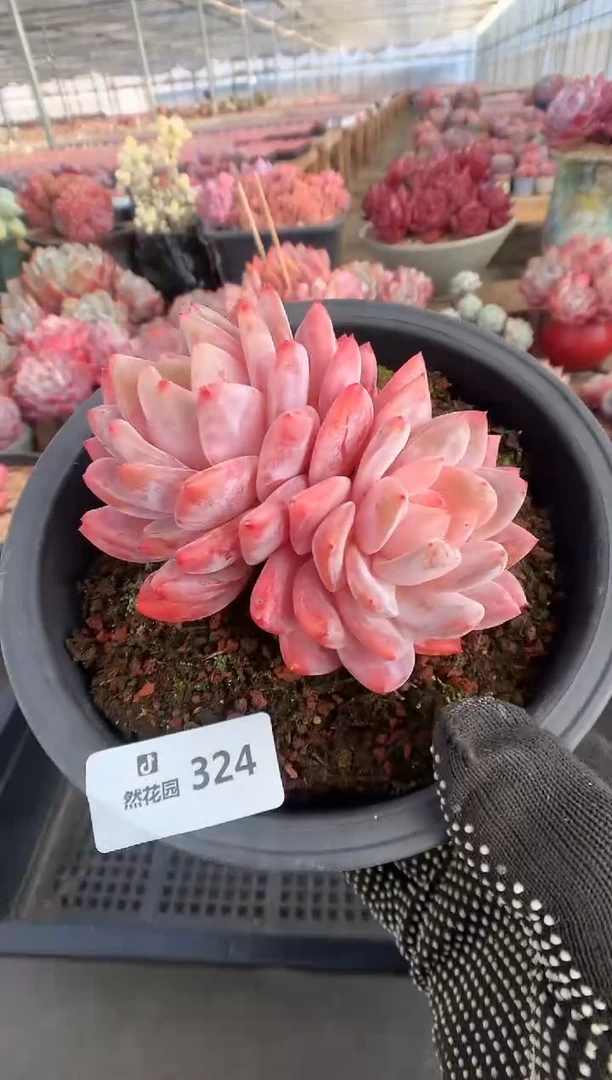 324玫瑰梦露多肉植物一物一拍