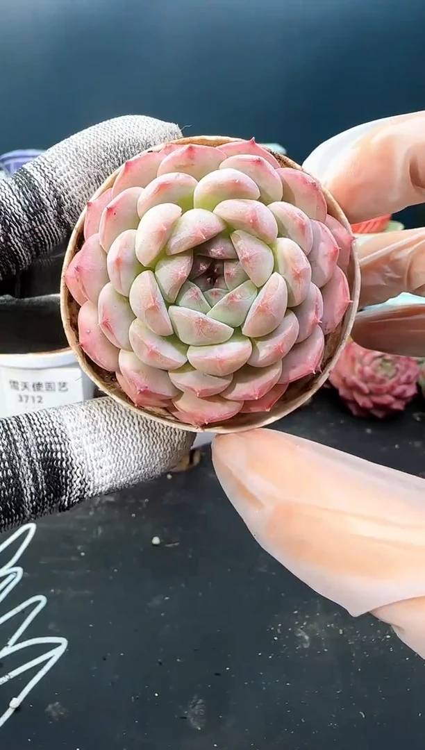 3   714 青山 （冠幅 6 cm）