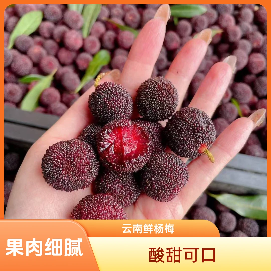 粒粒【顺丰冷链包邮】云南碧津杨梅 荸荠杨梅 1.5-5斤装 果肉细腻 酸甜可口新鲜杨梅云南省
