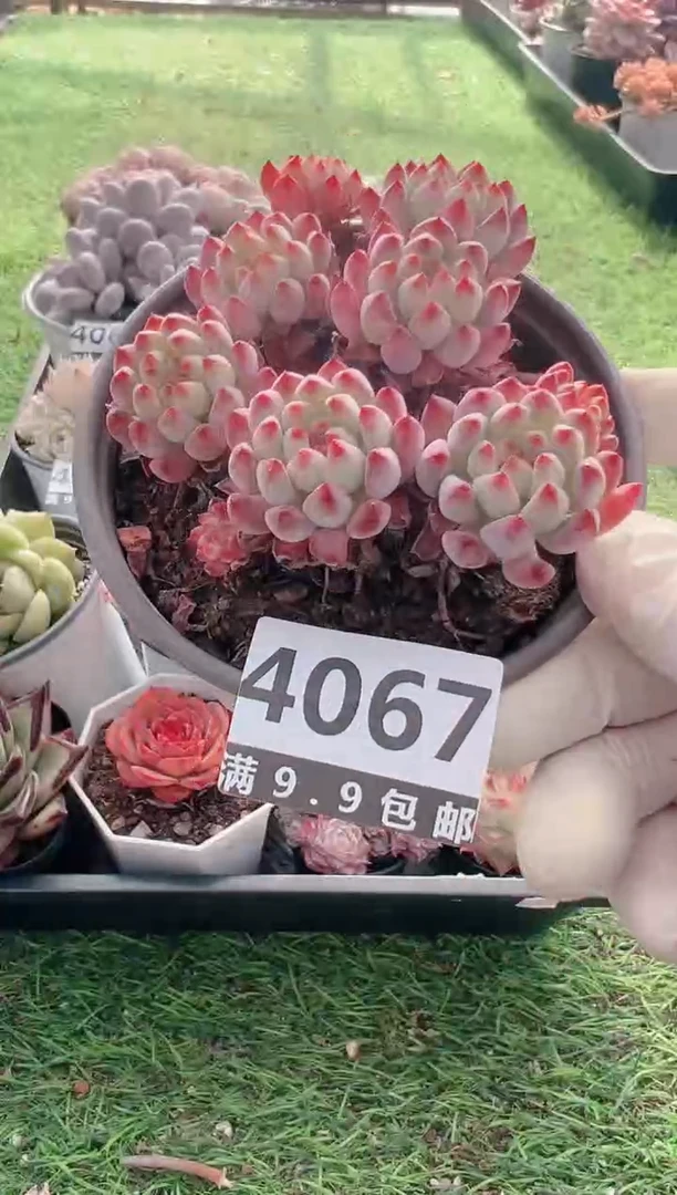 【闪购商品】信福多肉一物一拍