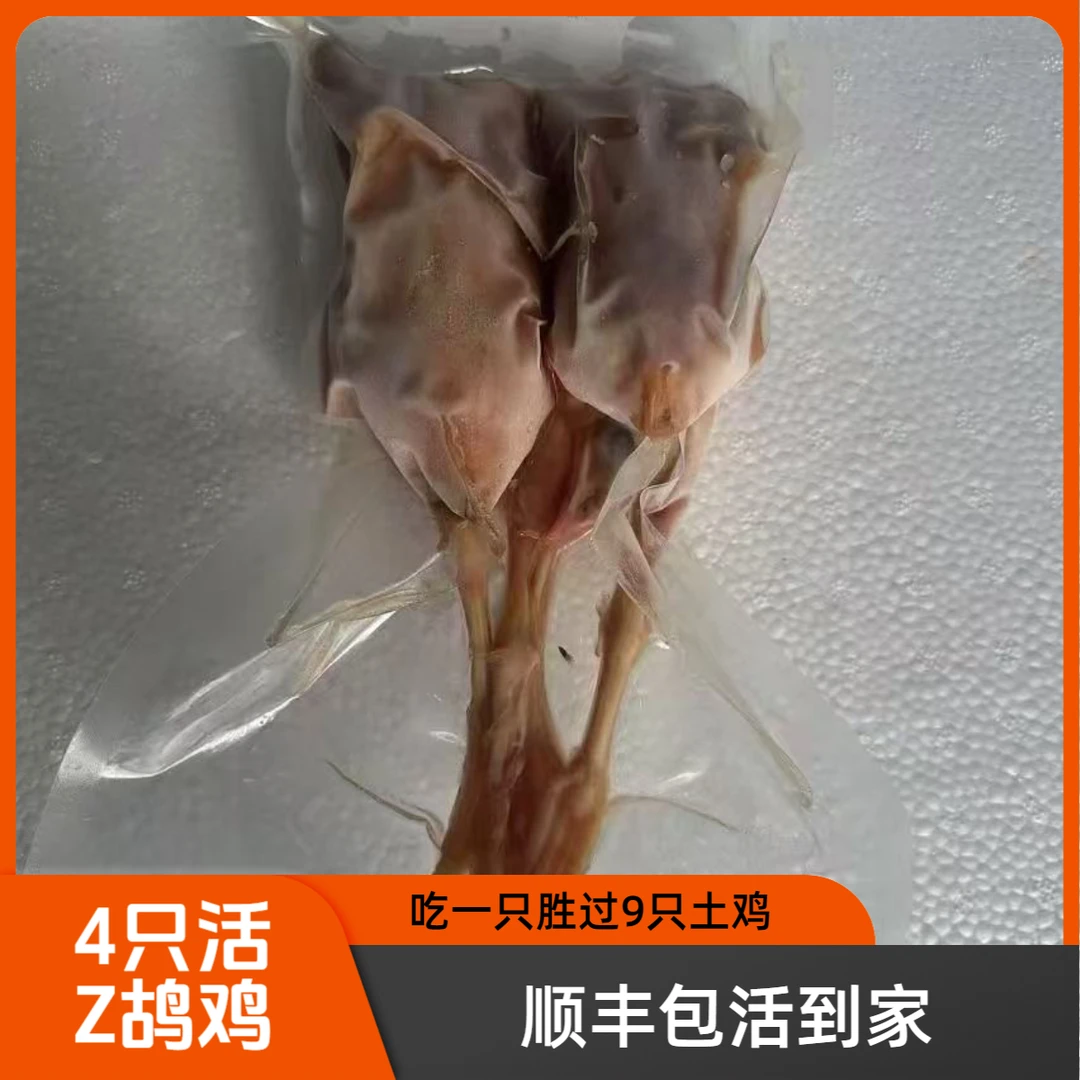 1公1母 呱呱鸡飞龙鸡，顺丰包邮当面签收