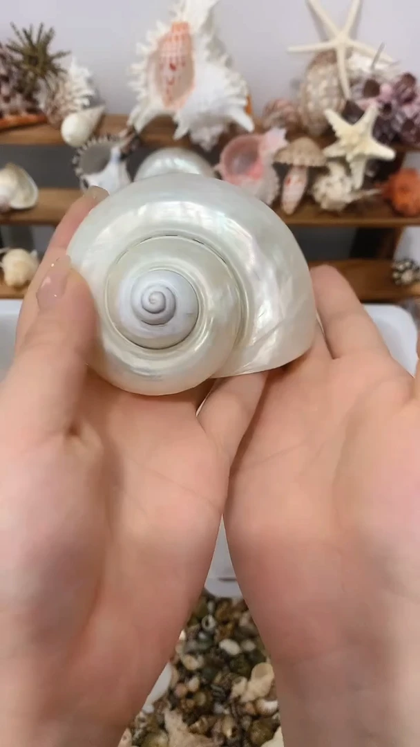 天然海螺手工打磨收藏摆件