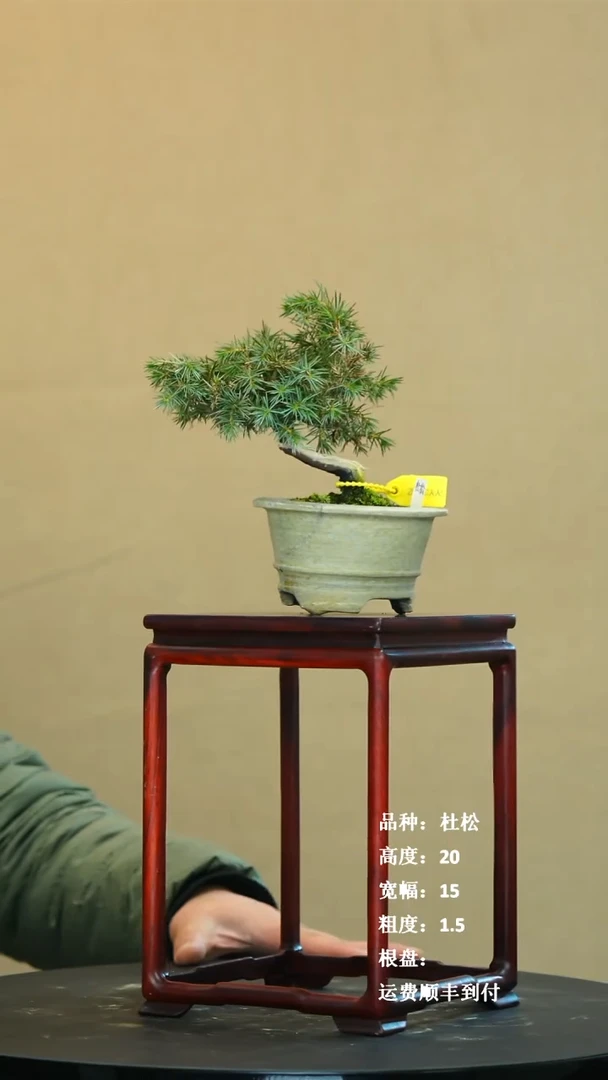 【闪购商品】1杜松