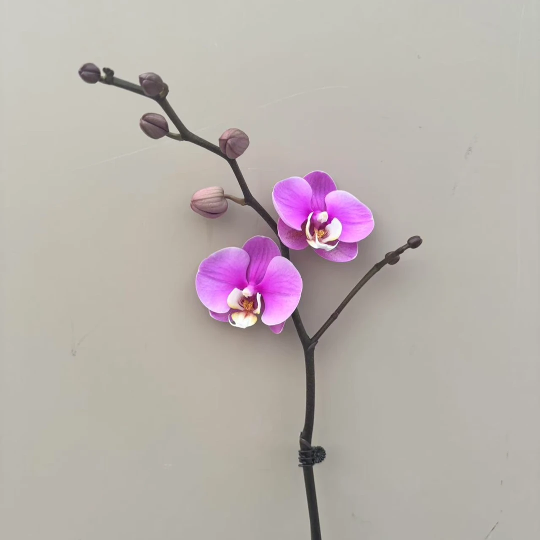 蝴蝶兰【安娜】 一棵成树，花期超长