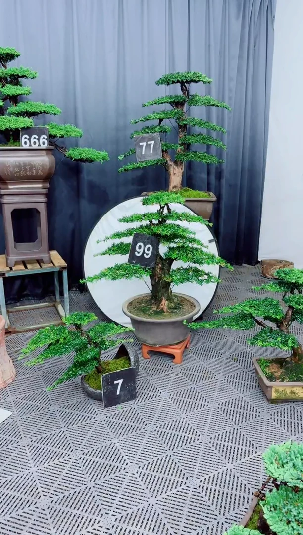 无花朵佛***子罗汉松盆景....