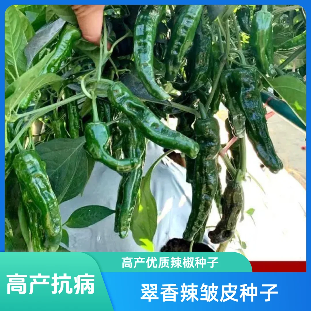 翠香辣 小皱皮辣椒种子 四季抗病高产