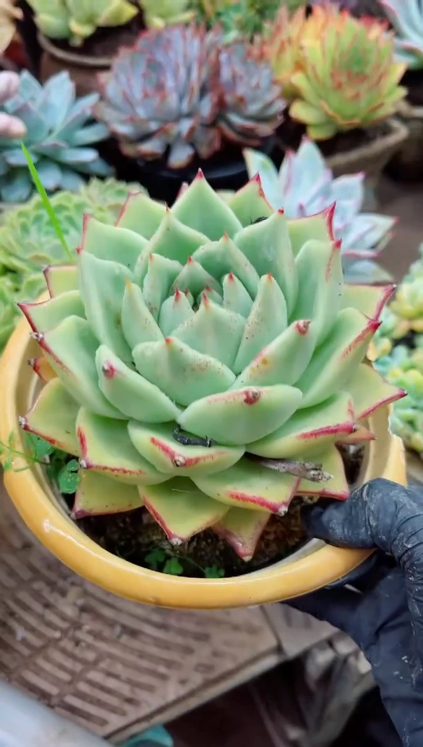 猫*咔15042多肉植物一物一拍
