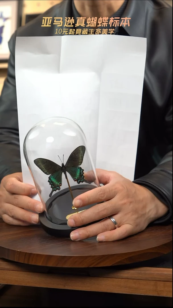 绿带翠凤蝶春型小号玻璃罩