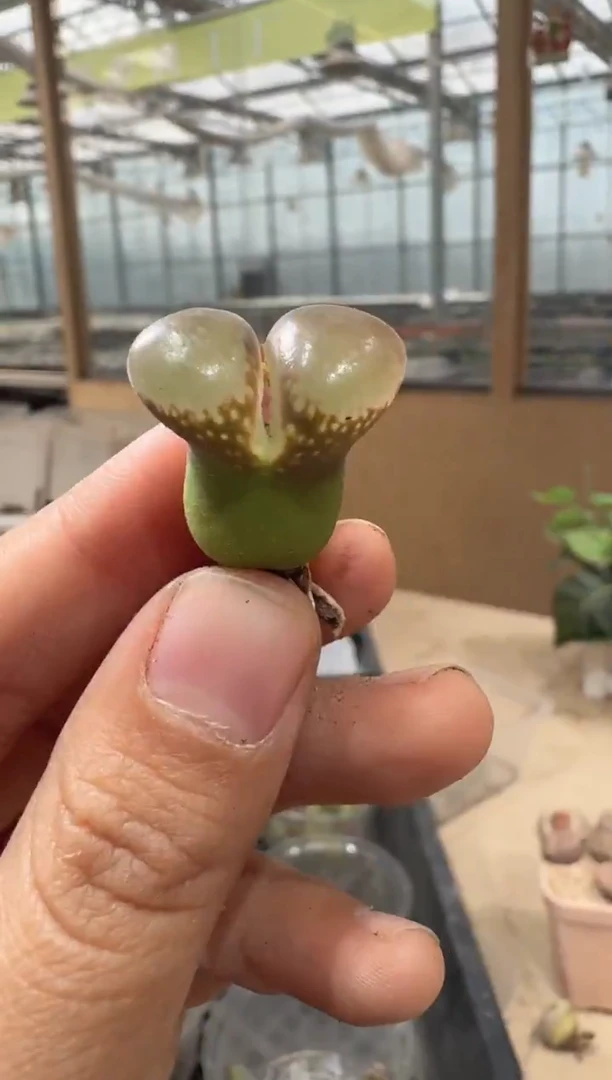 29-101多肉植物肉锥