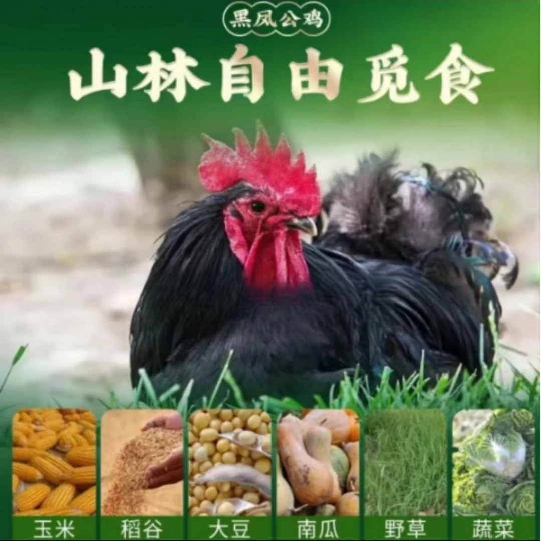 两只【净重7.5斤】桃源鸡黑凤鸡柴鸡走地鸡跑山鸡散养鸡溜达鸡