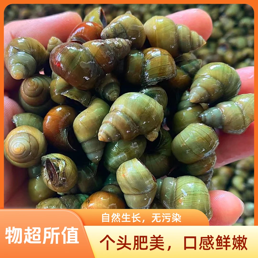 清水田螺顺丰包邮微山湖纯生态新鲜