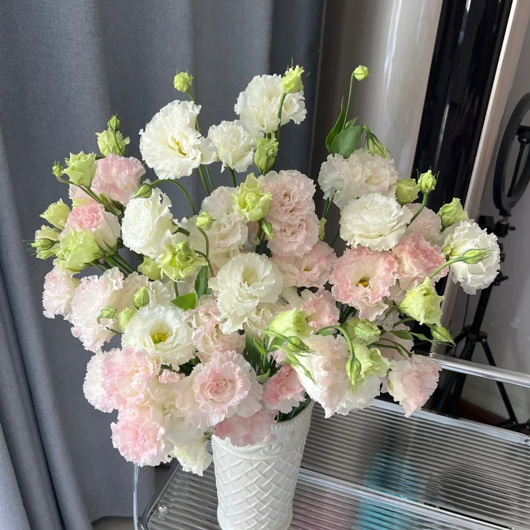 【AA级冰淇淋洋桔梗】1单冷链包邮，2单升级京东或者顺丰，远的发德邦