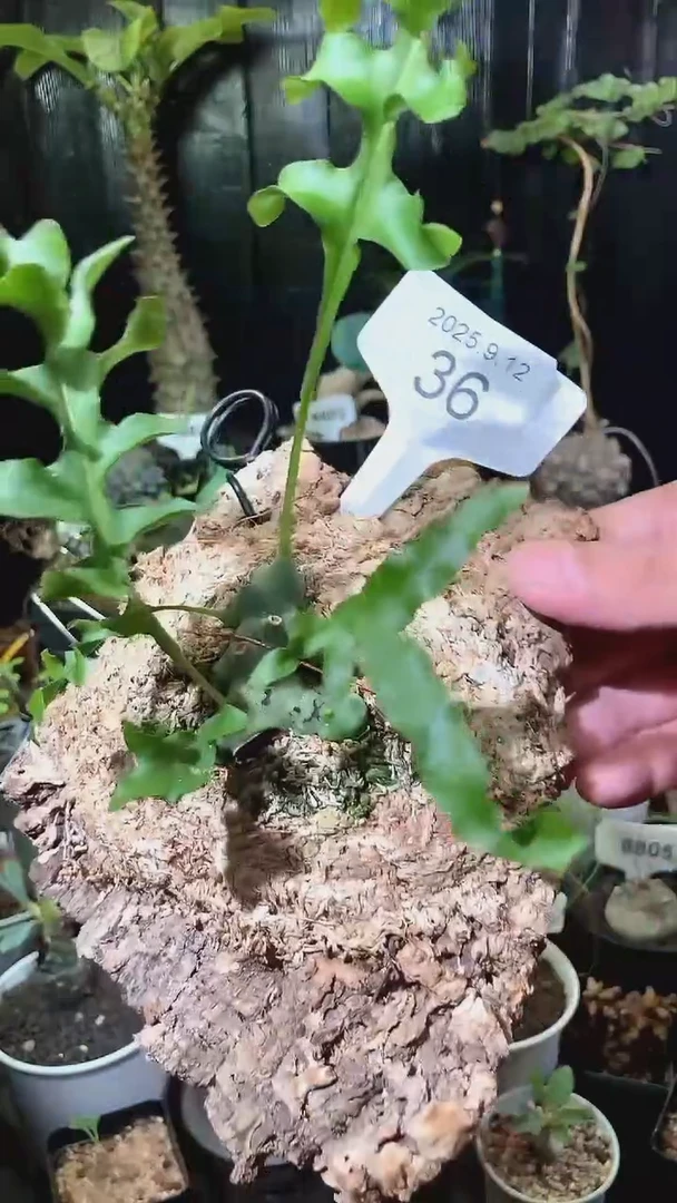 桐?36号912福利吕宋蚁蕨