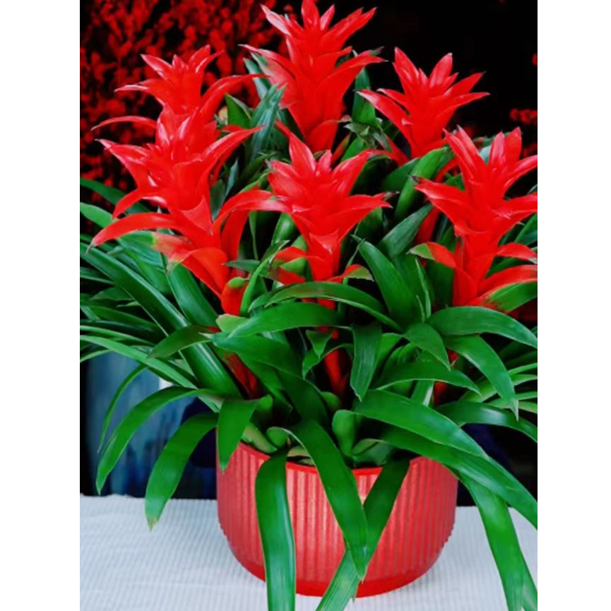 大鸿运当头水培盆栽红星客厅凤梨花卉植物开花绿植室内办公室四季
