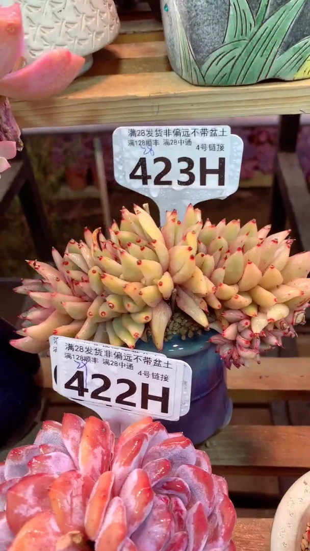 523H（一物一拍，精品多肉.二十八包邮非偏远）