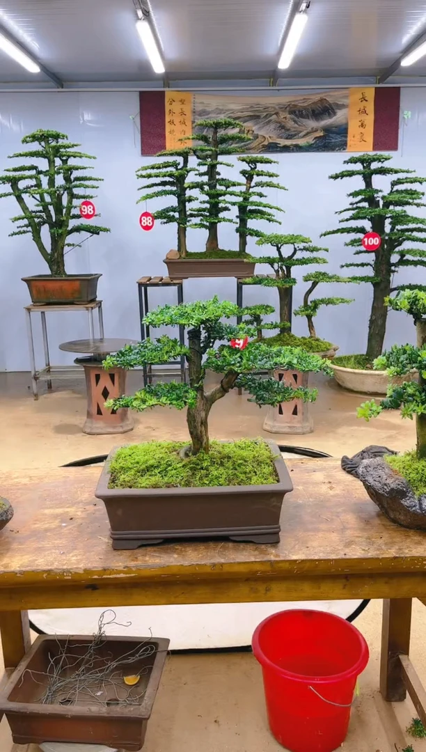 【闪购商品】精品盆景  一物一拍