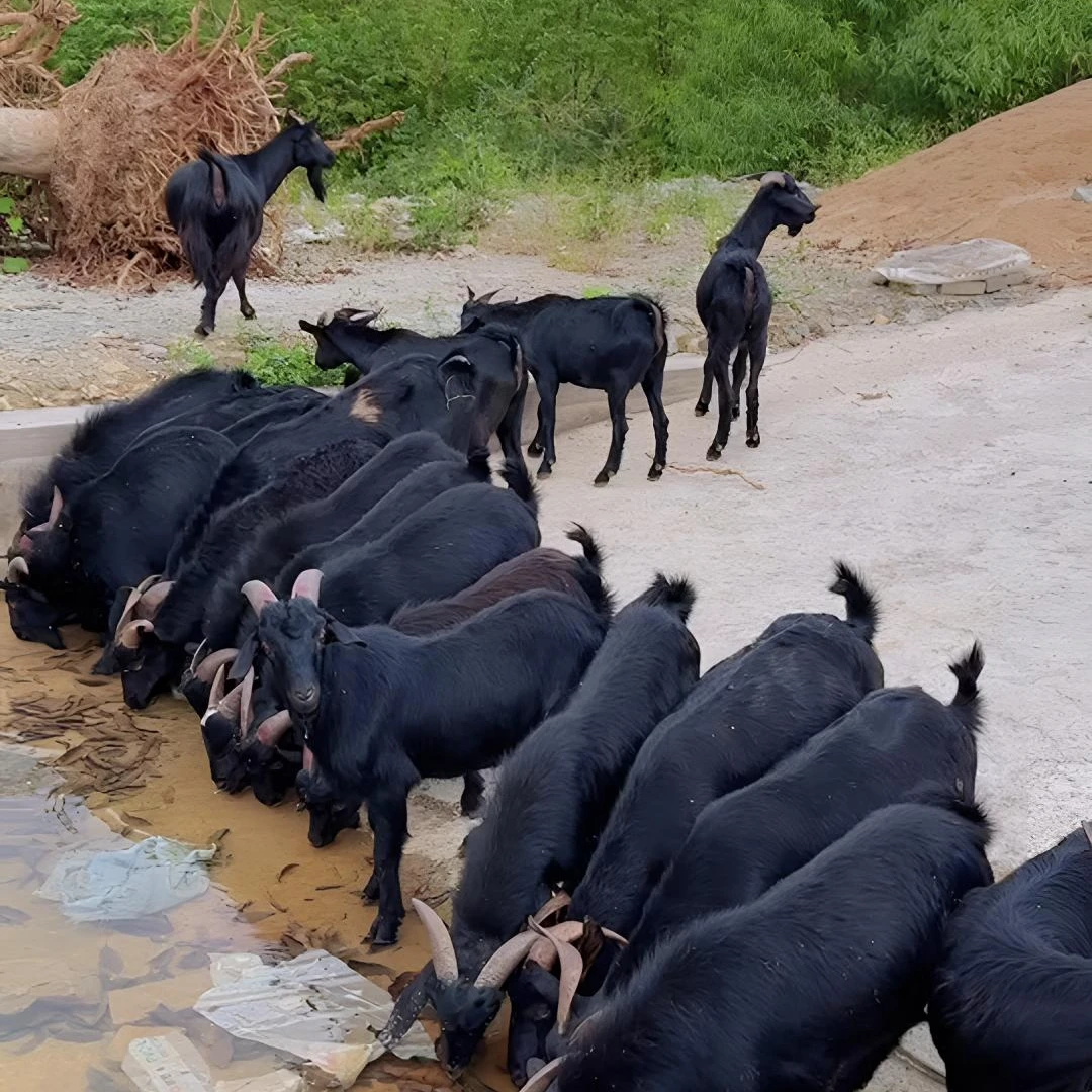 830高山黑山羊肉现杀现拍