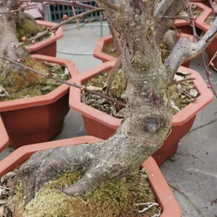 梅花造型盆栽盆景素材造型美观 一物一拍