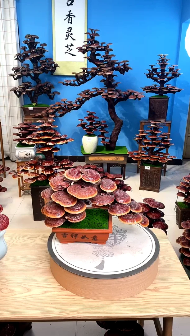 灵芝盆景888888888