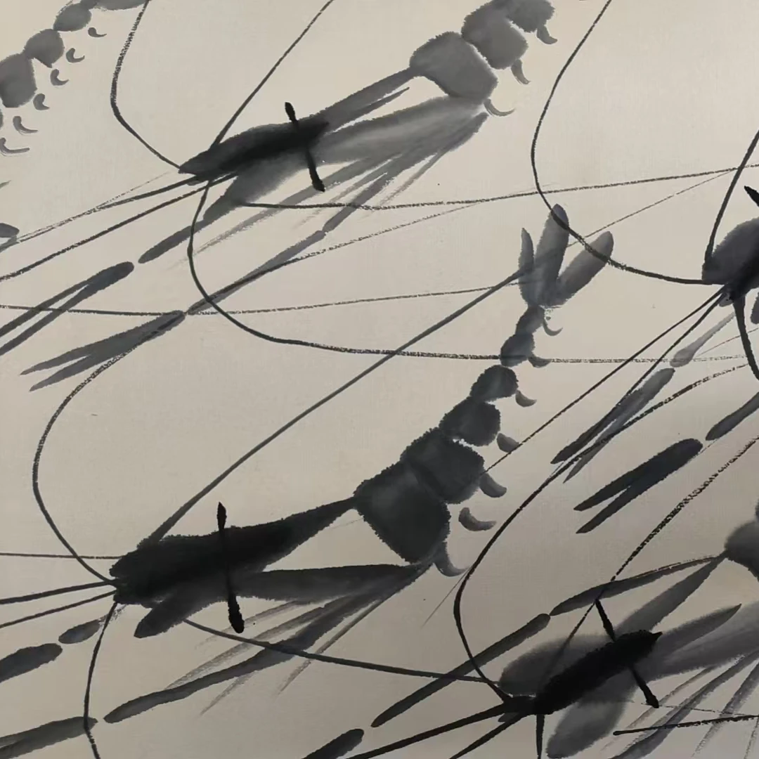 齐老款虾小长卷360/33