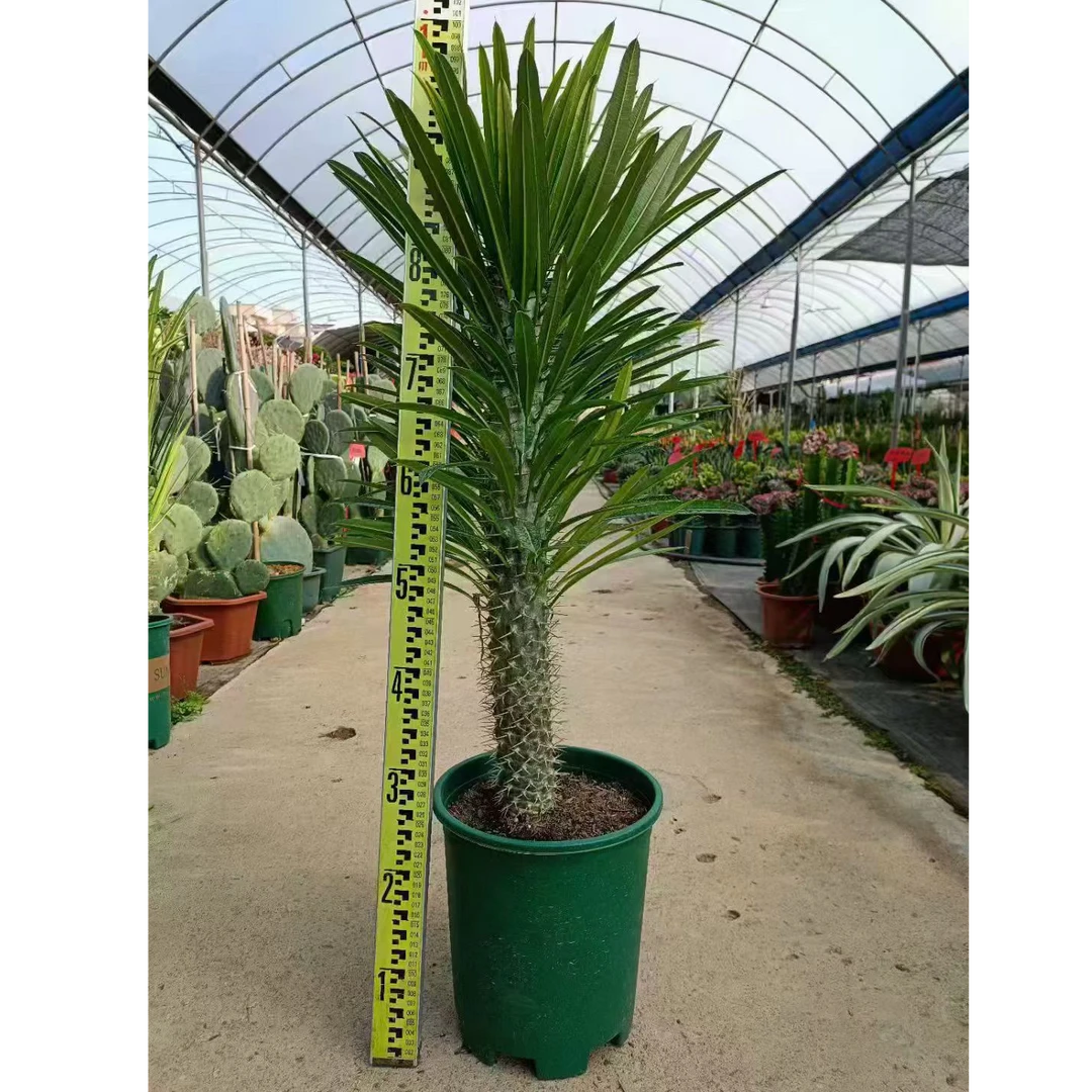 非洲霸王树棒槌树盆栽耐旱沙生带刺阳台多肉植物净化空气绿植