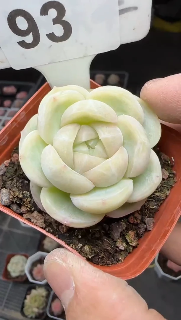 【闪购商品】一物一拍0213—93