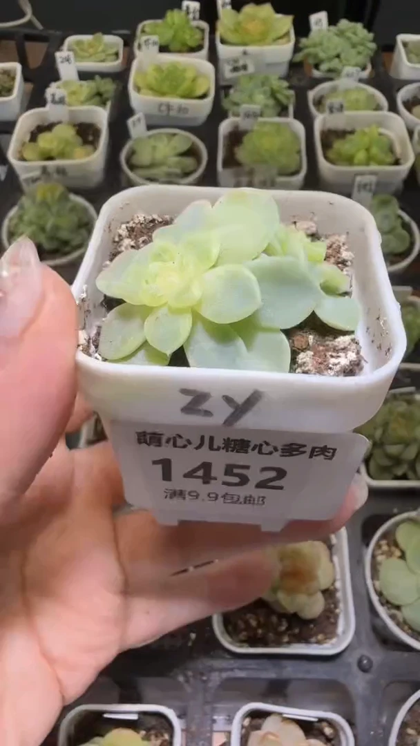 1452  纸鸢多肉植物
