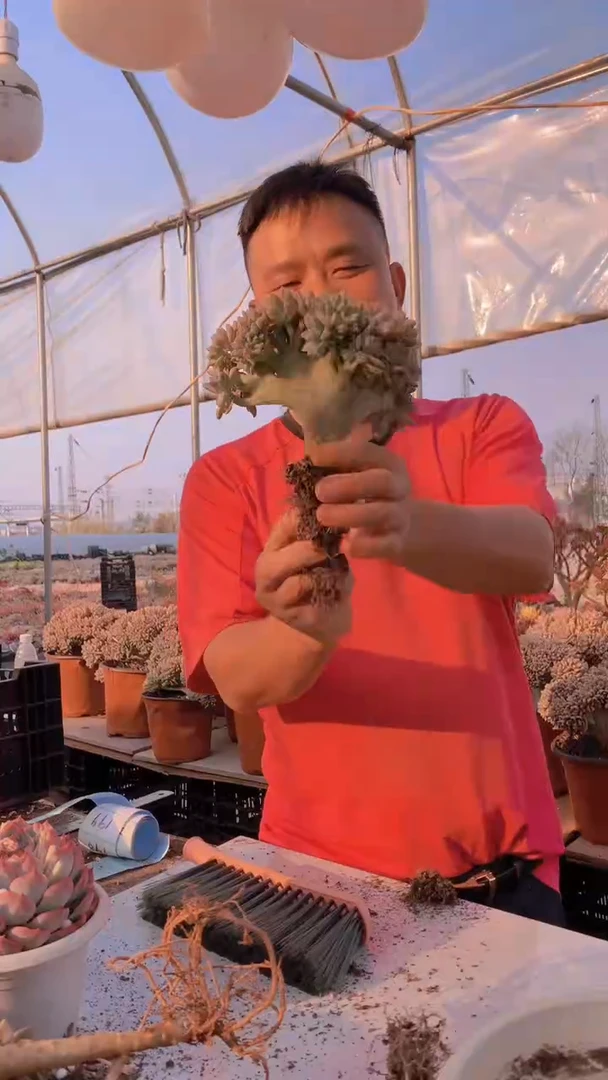 【闪购商品】缀化195