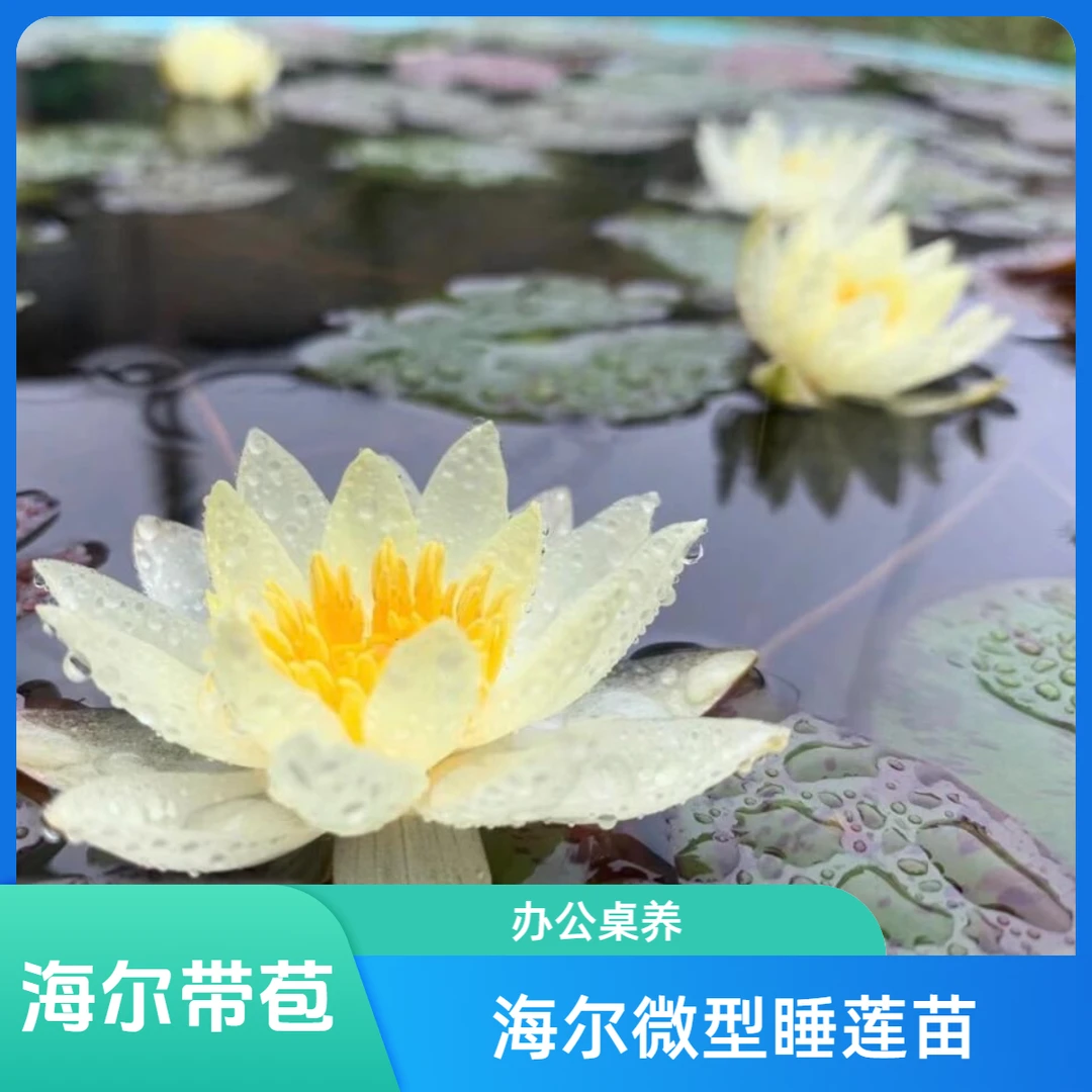 (微型精品)海尔微型睡莲带花苞室内水培绿植阳台庭院四季养莲花苗